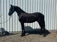 Koń, Friesian — zdjęcie 4
