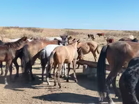 Pastuv, Mugalzhar horse — fotografija 3