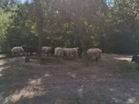 Schaf, Racka sheep — Foto 7