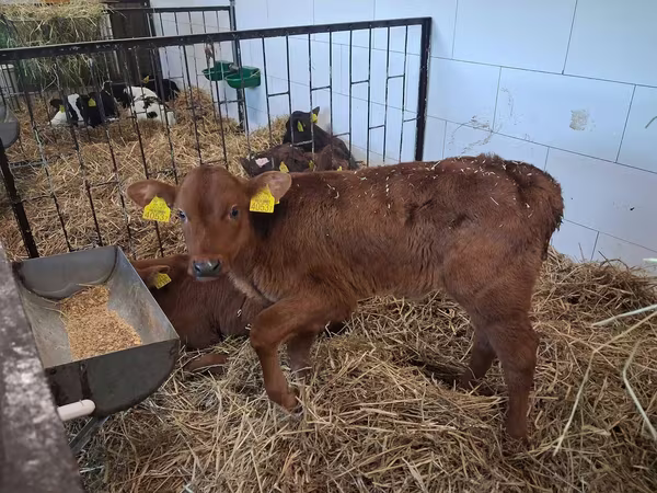 Byk, Simmental cattle