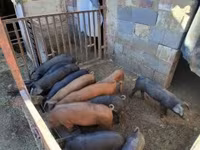 公猪, Pigs — 照片 4