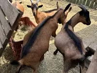 Ziegenbock, Alpine goat — Foto 2