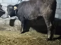Бұқа, Ірі қара — 3-сурет