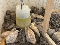 Quails — الصورة 2