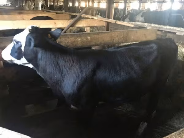 Krava, Yaroslavl cattle
