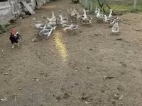 Geese — Foto 4