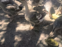 Geese — fotografija 4