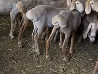 Ovca, Hissar sheep — fotografija 3