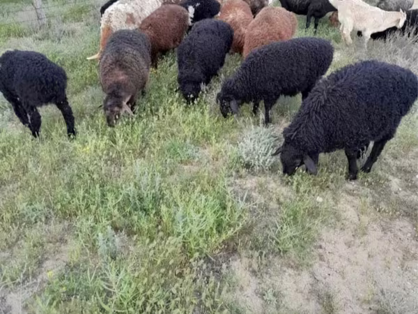 Carnero, Ovejas