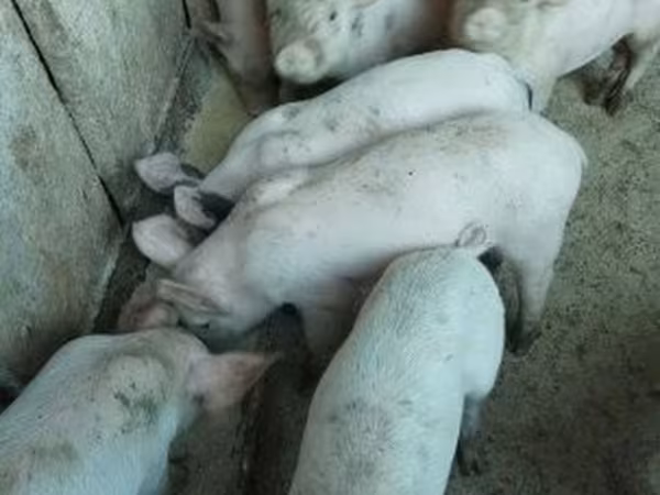 Verro, Крупная белая