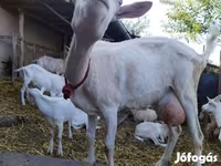 बकरी, Saanen goat — फ़ोटो 1