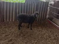 Ram, Sheep — photo 1