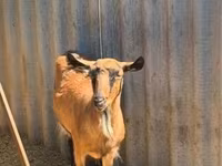 Cabra, Cabras — foto 2