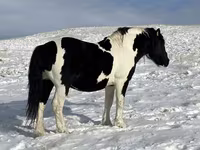 Pastuv, Mugalzhar horse — fotografija 1