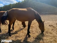 Kobila, Nonius horse — fotografija 4