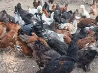 Chickens — photo 2