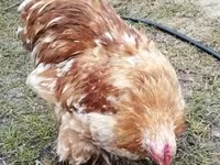 Bantam Pekín — foto 2