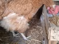Danish hen — photo 3