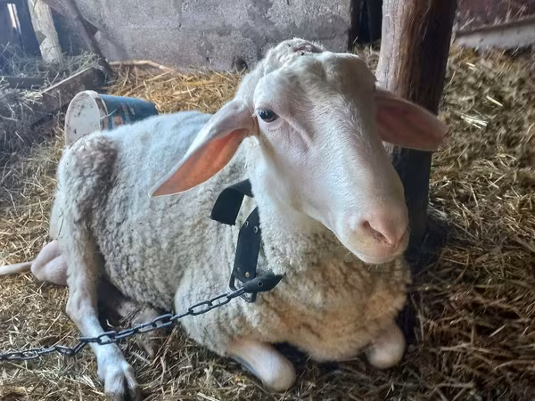 Ovan, Awassi sheep