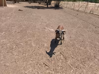 雄羊, Cameroon sheep — 写真 4