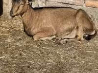تيس, Alpine goat — الصورة 1