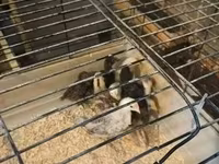 Chickens — Foto 2