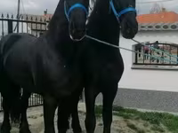 At, Friesian — foto 2