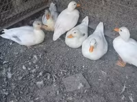 Ducks — 照片 1