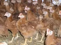 Chickens — الصورة 3