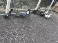 Ducks — zdjęcie 3