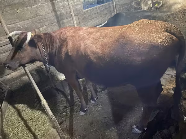 İnək, Swiss cattle
