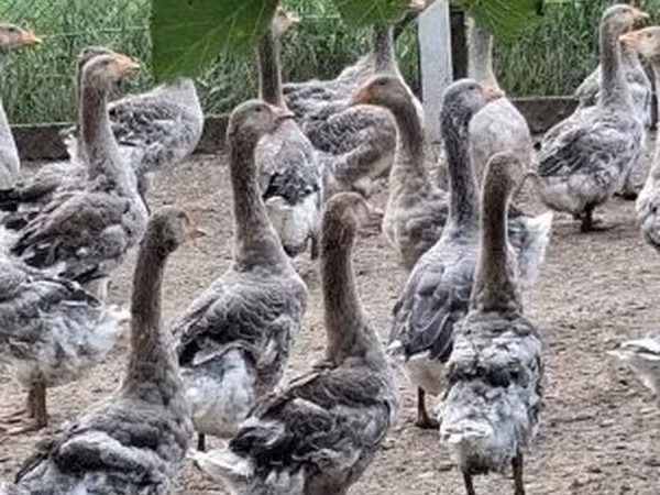 Geese