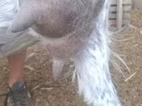 Cabro, Alpine goat — foto 8