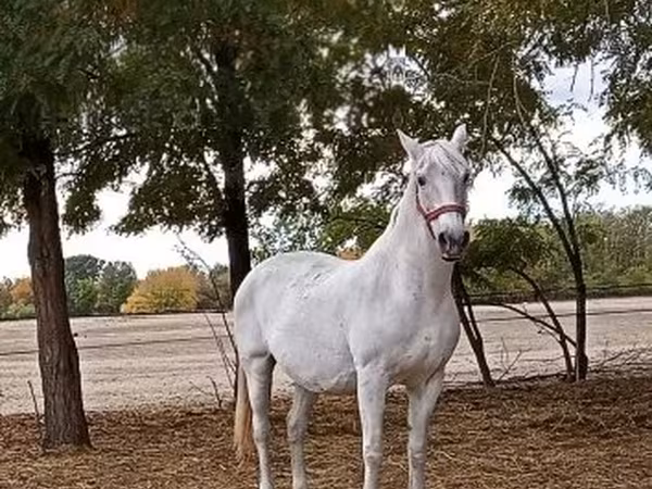 Égua, Lipizzaner