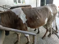 Vache, Simmental cattle — photo 1