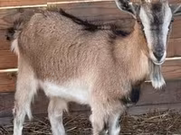 Goat, West African dwarf goats — photo 2
