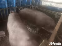 Schweine (Partie, Geschlecht nicht angegeben), Schweine — Foto 1