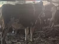 母牛, Russian Black pied cattle — 照片 1