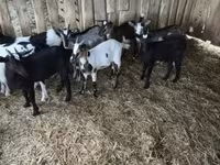 Billy Goat, Goats — photo 3
