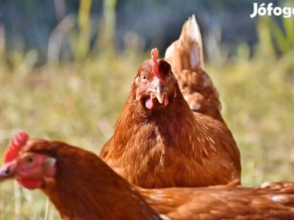 Chickens