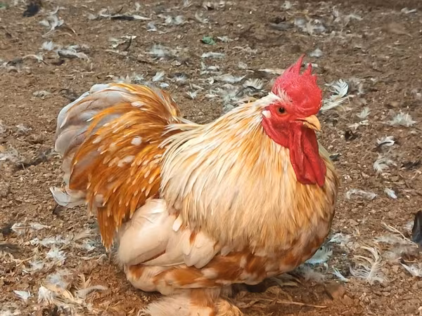 Kočin