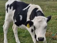雌牛, Russian Black pied cattle — 写真 2