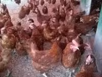 Chickens — الصورة 4
