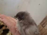 Chickens — fotografija 6