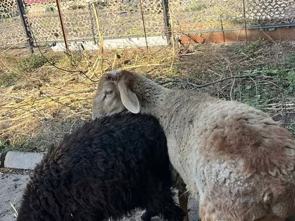 公羊, Hissar sheep