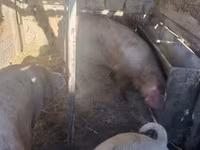 母猪, Pigs — 照片 6