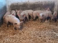 Porcs (lot, sexe non indiqué), Porcs — photo 4