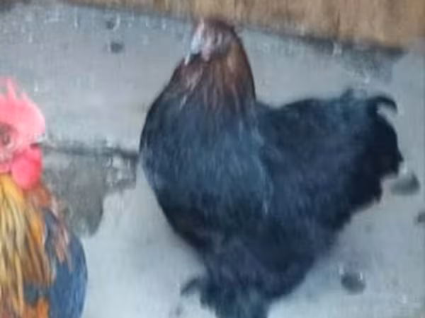 Chickens