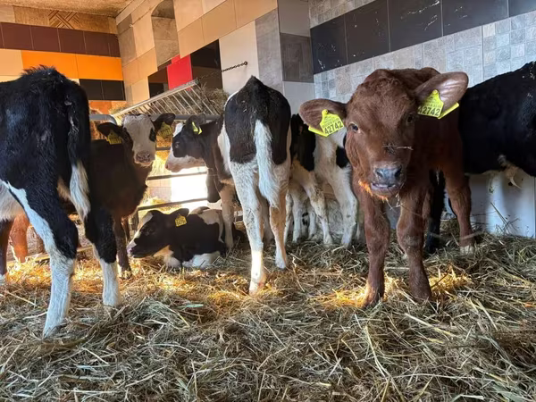 Goveda (partija, pol nije naveden), Simmental cattle