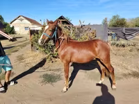 Cheval, Chevaux — photo 3